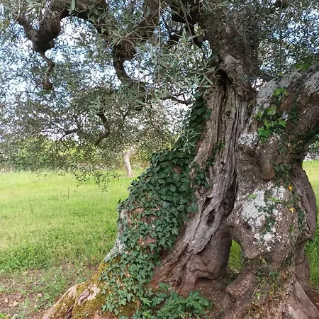 Villa Aurelia, Le Di Aurelia *
